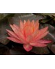 Nymphaea 'Wanvisa' - Lilia Wodna