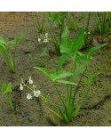 Sagittaria latifolia - Strzalka szerokolistna 