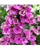 Phlox paniculata 'Tiara' - Floks wiechowaty 'Tiara'