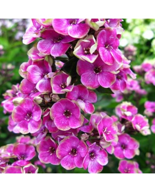 Phlox paniculata 'Aureole' - Płomyk, Floks wiechowaty