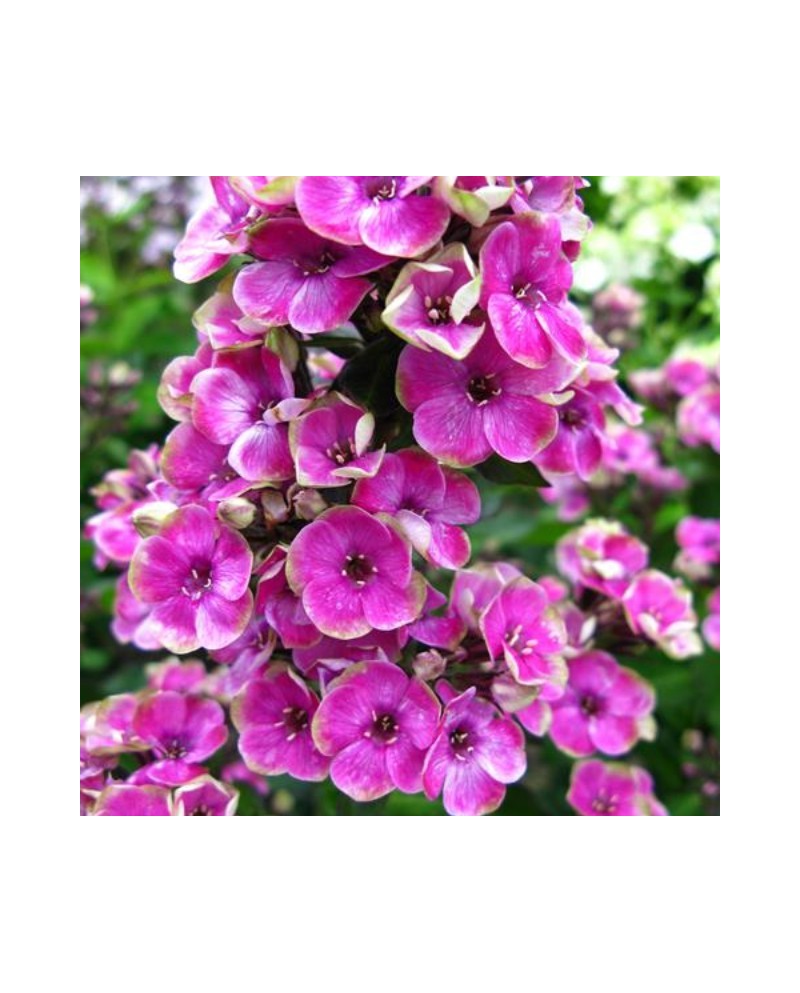 Phlox paniculata 'Tiara' - Floks wiechowaty 'Tiara'