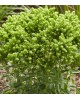 Phlox paniculata 'Tiara' - Floks wiechowaty 'Tiara'