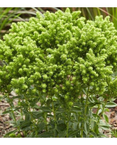 Phlox paniculata 'Green Lion' - Płomyk, Floks wiechowaty