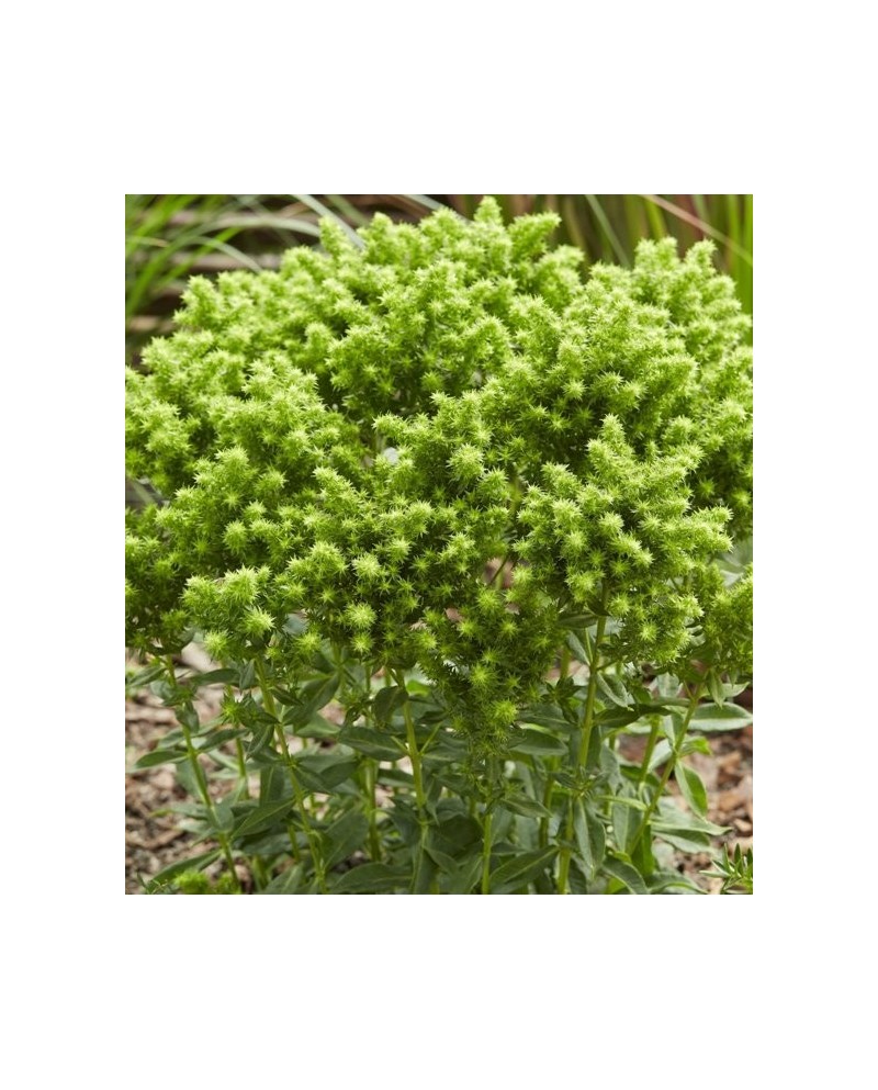 Phlox paniculata 'Tiara' - Floks wiechowaty 'Tiara'