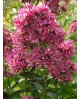 Phlox paniculata 'Tiara' - Floks wiechowaty 'Tiara'