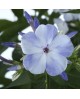 Phlox paniculata 'Tiara' - Floks wiechowaty 'Tiara'