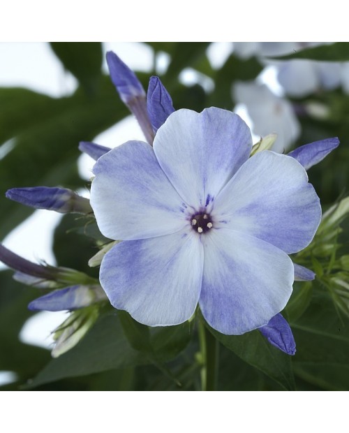 Phlox paniculata 'Flame Blue' - Płomyk, Floks wiechowaty