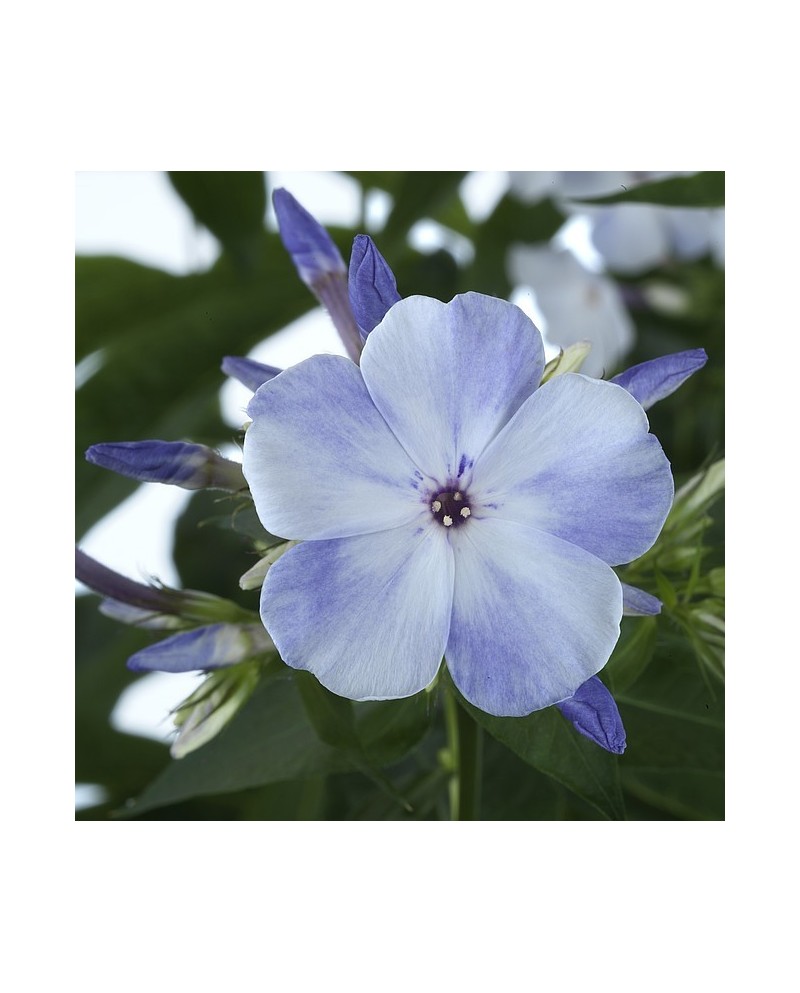 Phlox paniculata 'Tiara' - Floks wiechowaty 'Tiara'