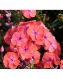 Phlox paniculata 'Flame Coral' - Płomyk, Floks wiechowaty