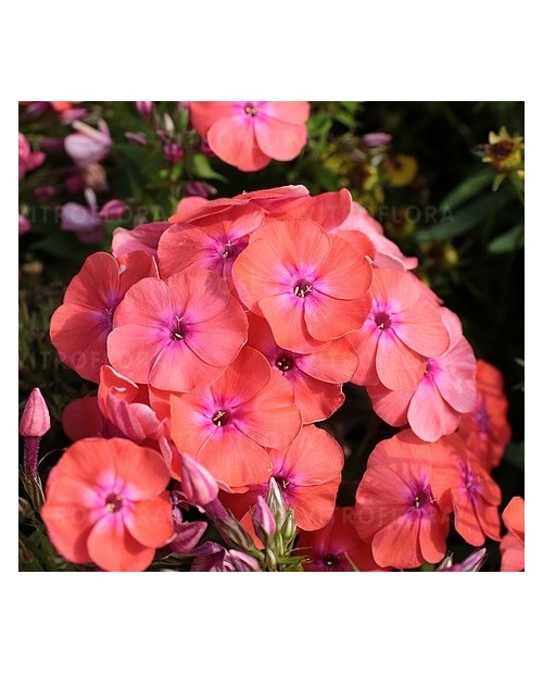 Phlox paniculata 'Flame Coral' - Płomyk, Floks wiechowaty