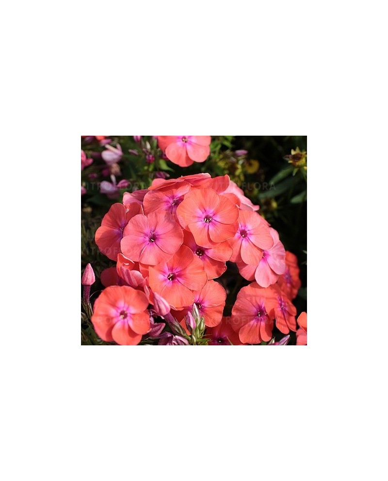 Phlox paniculata 'Tiara' - Floks wiechowaty 'Tiara'