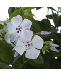 Phlox paniculata 'Flame Light Blue' - Płomyk, Floks wiechowaty
