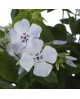 Phlox paniculata 'Tiara' - Floks wiechowaty 'Tiara'