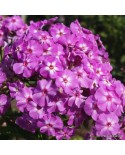 Phlox paniculata 'Flame Lilac' - Płomyk, Floks wiechowaty