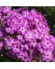 Phlox paniculata 'Tiara' - Floks wiechowaty 'Tiara'