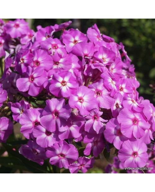 Phlox paniculata 'Flame Lilac' - Płomyk, Floks wiechowaty