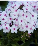 Phlox paniculata 'Flame White Eye' - Płomyk, Floks wiechowaty