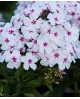 Phlox paniculata 'Tiara' - Floks wiechowaty 'Tiara'