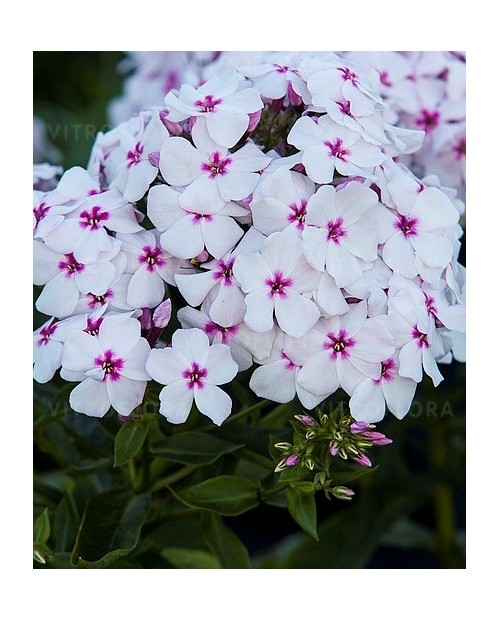 Phlox paniculata 'Flame White Eye' - Płomyk, Floks wiechowaty