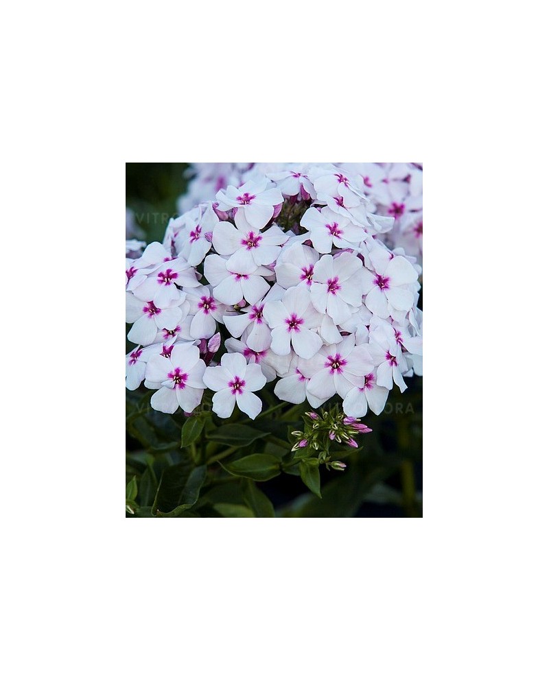 Phlox paniculata 'Tiara' - Floks wiechowaty 'Tiara'