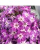 Phlox paniculata 'Tiara' - Floks wiechowaty 'Tiara'