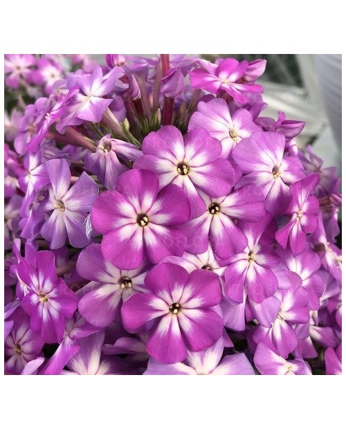 Phlox paniculata 'Flame Violet Charm' - Płomyk, Floks wiechowaty