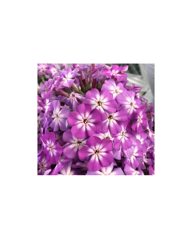 Phlox paniculata 'Tiara' - Floks wiechowaty 'Tiara'