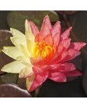 Nymphaea 'Wanvisa' - Lilia Wodna