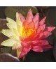 Nymphaea 'Wanvisa' - Lilia Wodna