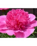 Paeonia 'Bouquet Perfect' - Piwonia