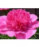 Paeonia 'Bartzella' - Piwonia ITOH