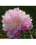 Paeonia 'Sorbet' - Piwonia