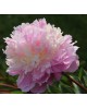 Paeonia 'Bartzella' - Piwonia ITOH