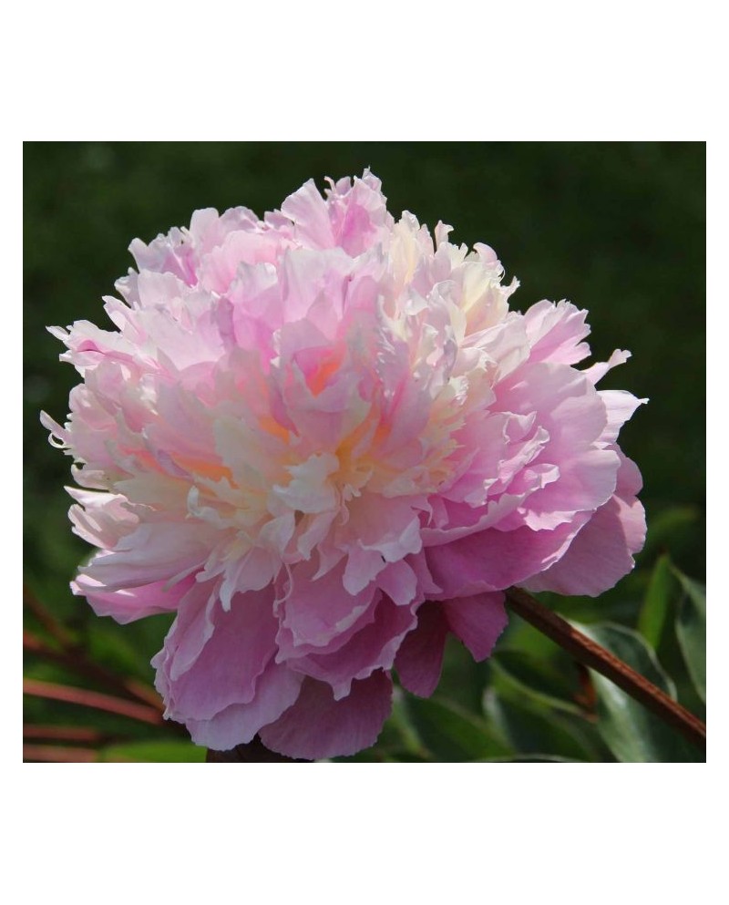 Paeonia 'Bartzella' - Piwonia ITOH