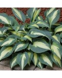 Hosta 'Timeless Beauty' - Funkia