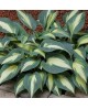Hosta 'Timeless Beauty' - Funkia