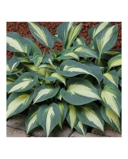 Hosta 'Timeless Beauty' - Funkia