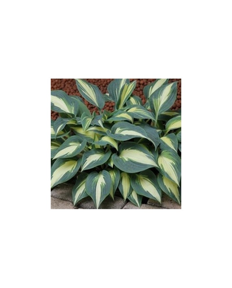 Hosta 'Timeless Beauty' - Funkia