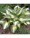 Hosta 'Christmas Candy' - Funkia