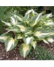 Hosta 'Christmas Candy' - Funkia