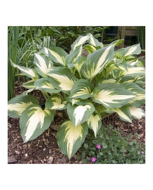 Hosta 'Christmas Candy' - Funkia