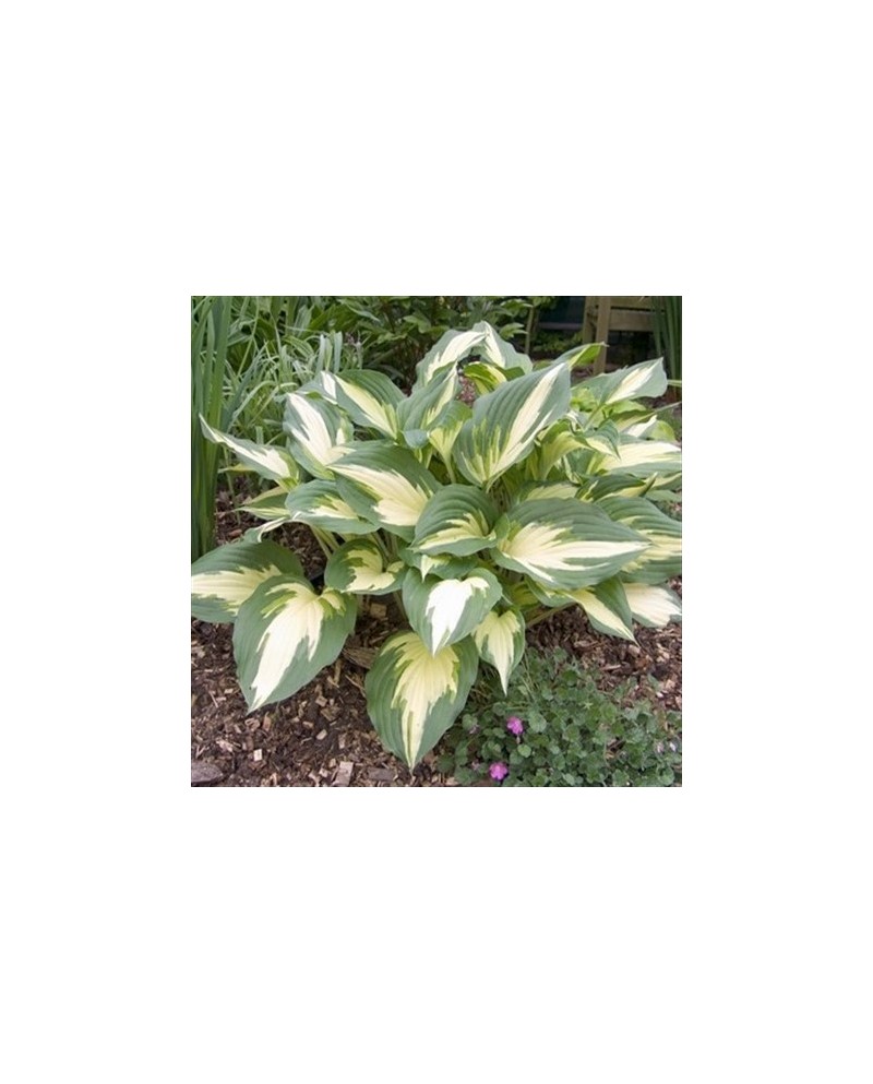 Hosta 'Christmas Candy' - Funkia