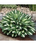 Hosta 'White Bikini' - Funkia
