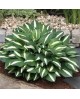 Hosta 'White Bikini' - Funkia
