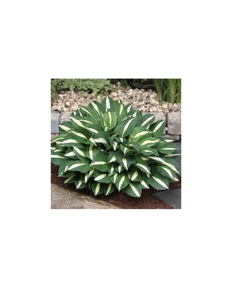 Hosta 'White Bikini' - Funkia