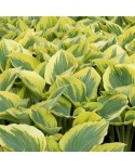 Hosta 'Liberty' - Funkia
