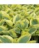 Hosta 'Liberty' - Funkia