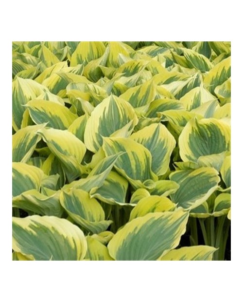 Hosta 'Liberty' - Funkia