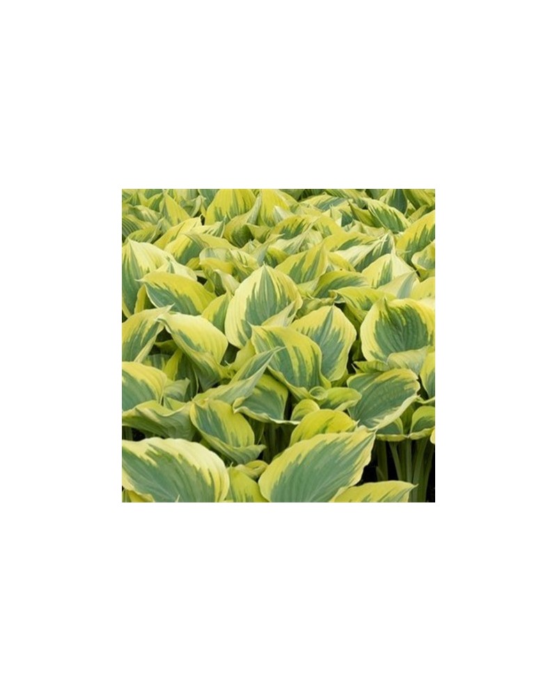 Hosta 'Liberty' - Funkia