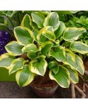 Hosta ‘Queen Josephine’ – Funkia